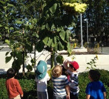 Curiosity Corner Preschool Society