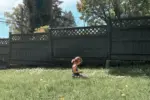 wildflower